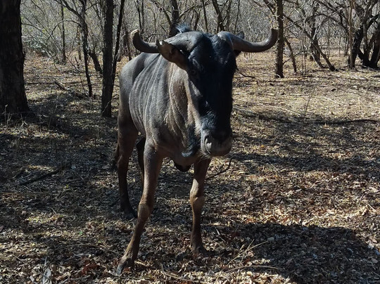 Kruger Maroela Lodge主图
