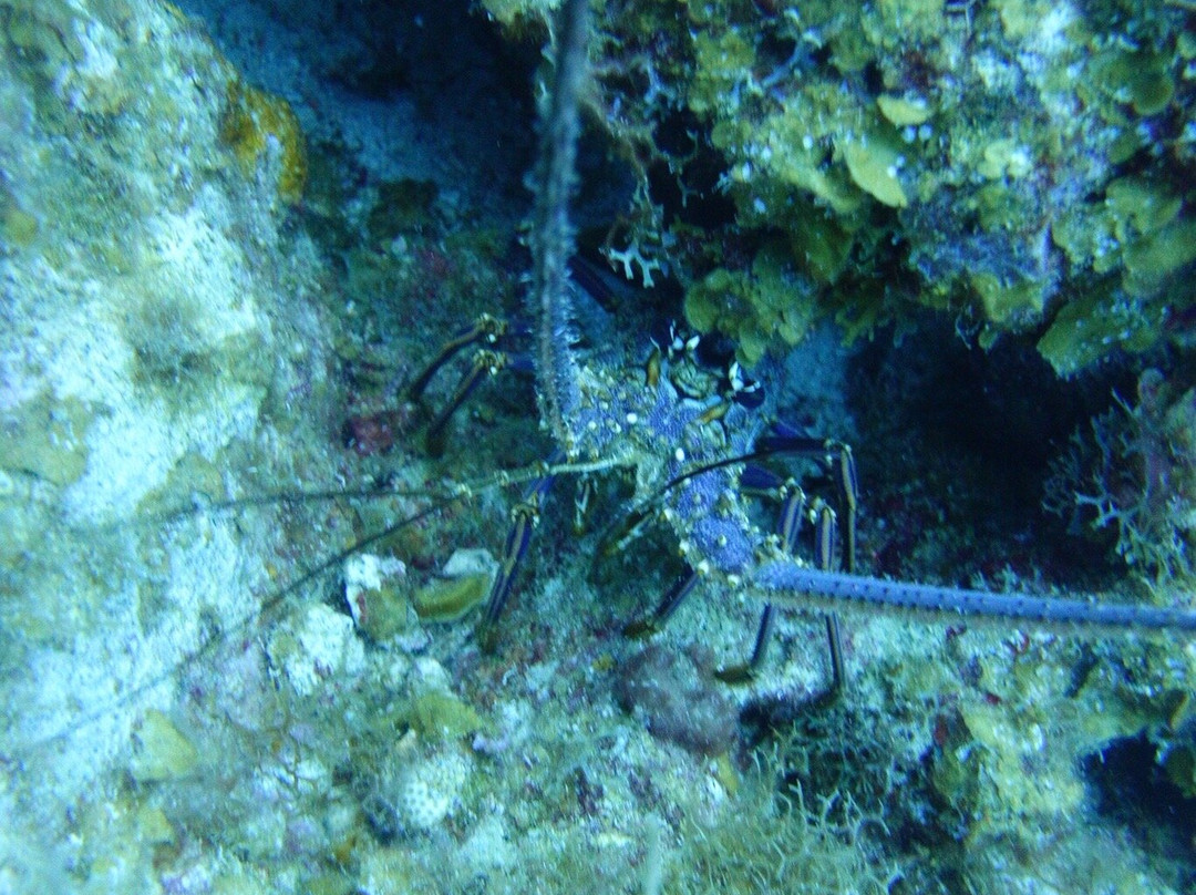 Anda Di Wata Dive School-Providencia Island必去景点