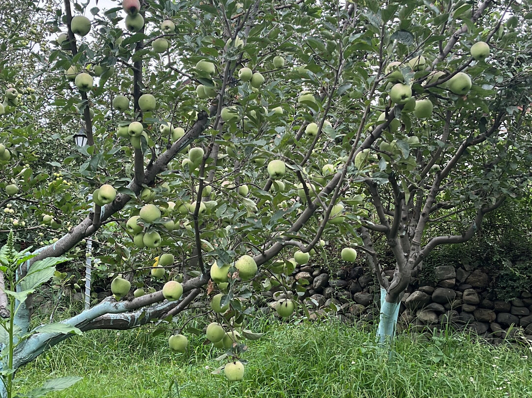 Apple Orchard Resort & Spa主图