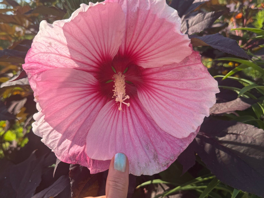 The Monet Garden of Muskegon-马斯基根必去景点