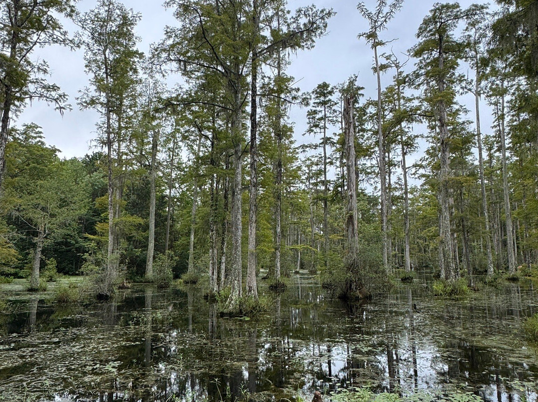Cypress Gardens-蒙克斯科纳必去景点