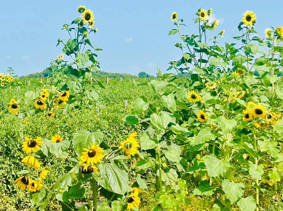 Stade's Farm and Market-McHenry必去景点