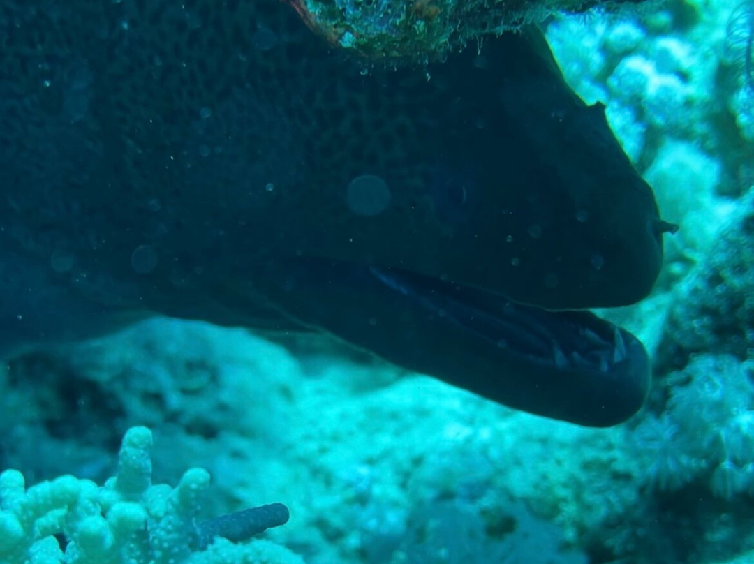 Easy Divers-沙姆沙伊赫必去景点