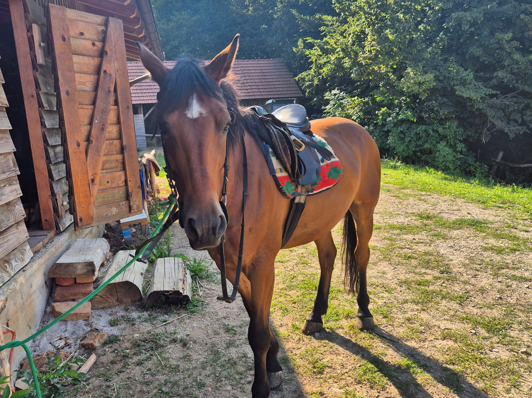 Ranch Equus Igni-拉克维卡必去景点