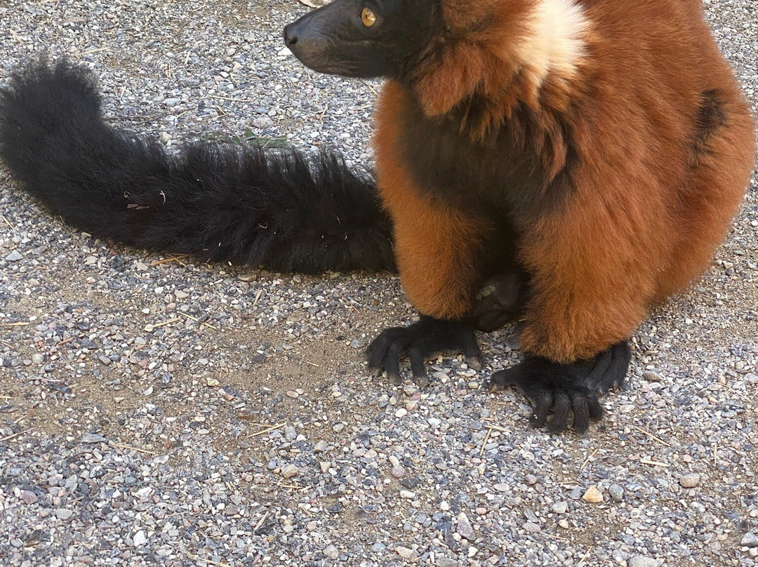 Ree Park Safari-埃伯尔措夫特必去景点