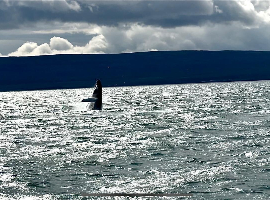 Lakitours-Holmavik必去景点