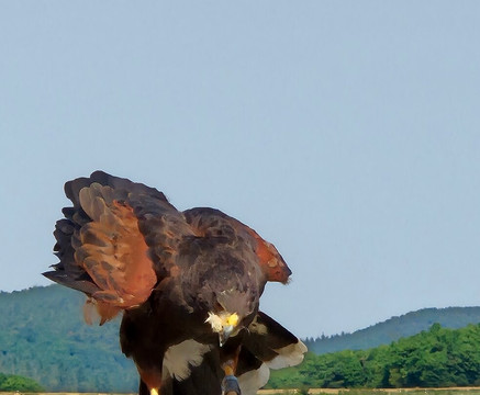 Wildpark Schmidt-Schmidt必去景点