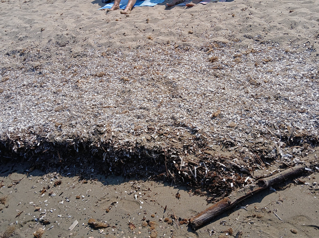 Spiaggia di Punta Ala-佩斯卡亚堡必去景点
