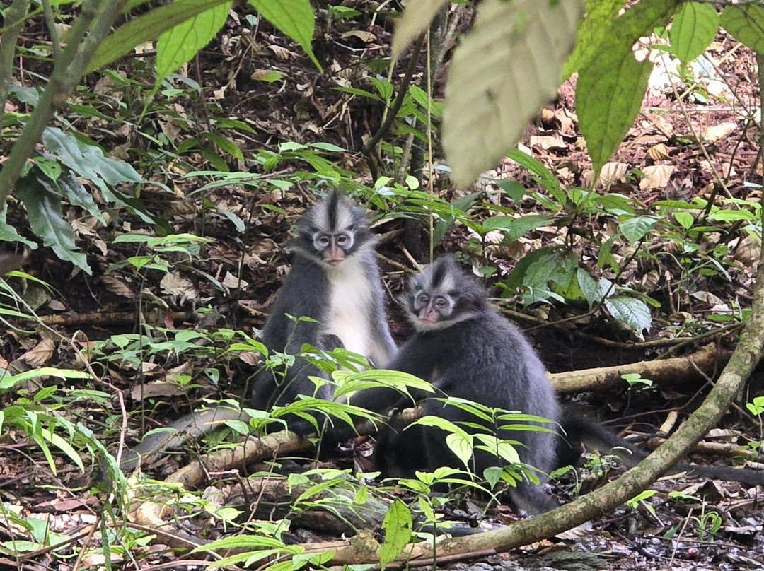 Rudy Ketambe Sumatra Jungle Trekking-Ketambe必去景点