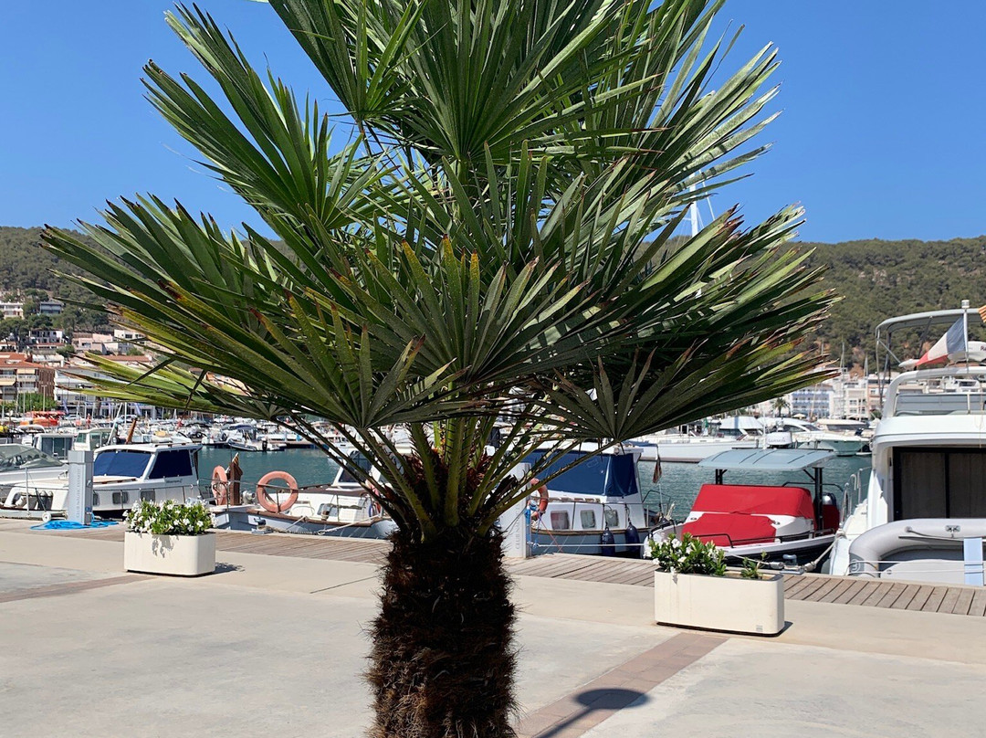 Platja de l'Estartit-L'Estartit必去景点