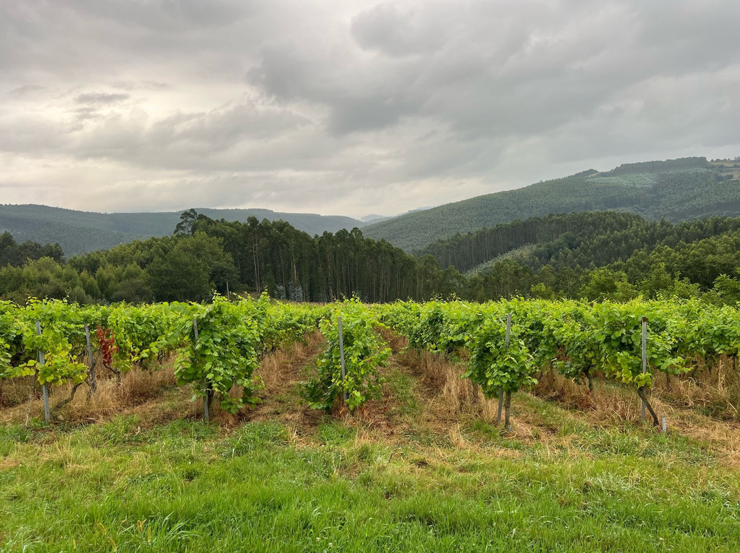 Enoturismo Bodegas Vidular-Barcena De Cicero必去景点
