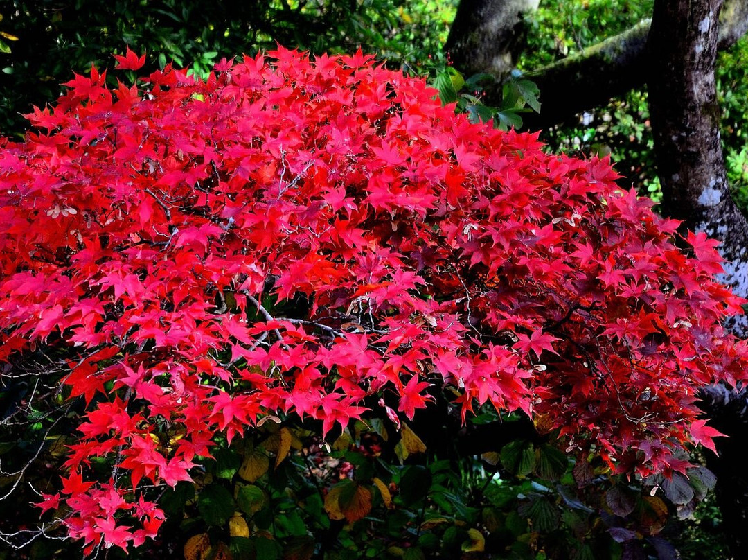 Yahiko Park-弥彦村必去景点