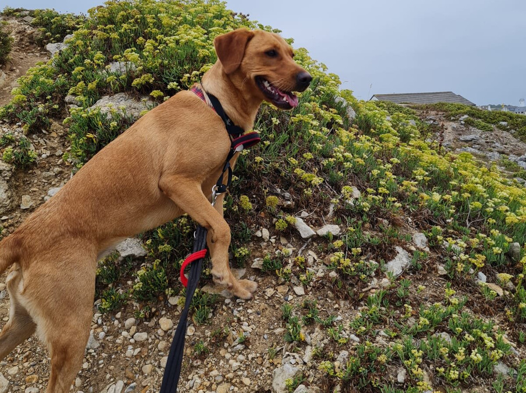 Portland Bill-Isle of Portland必去景点