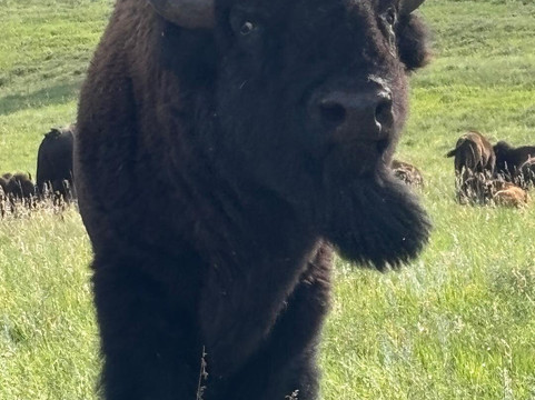 Buffalo Safari Jeep Tour-卡斯特必去景点