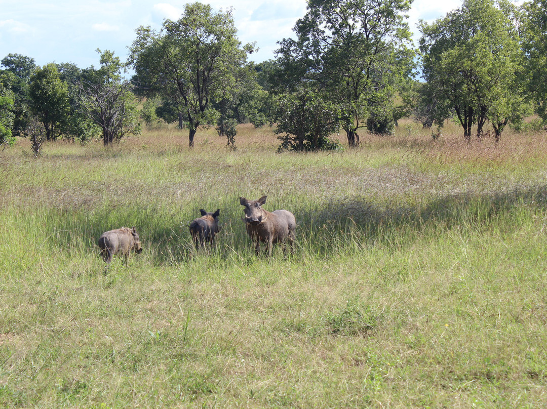 Kelvin Safaris-Mikumi必去景点