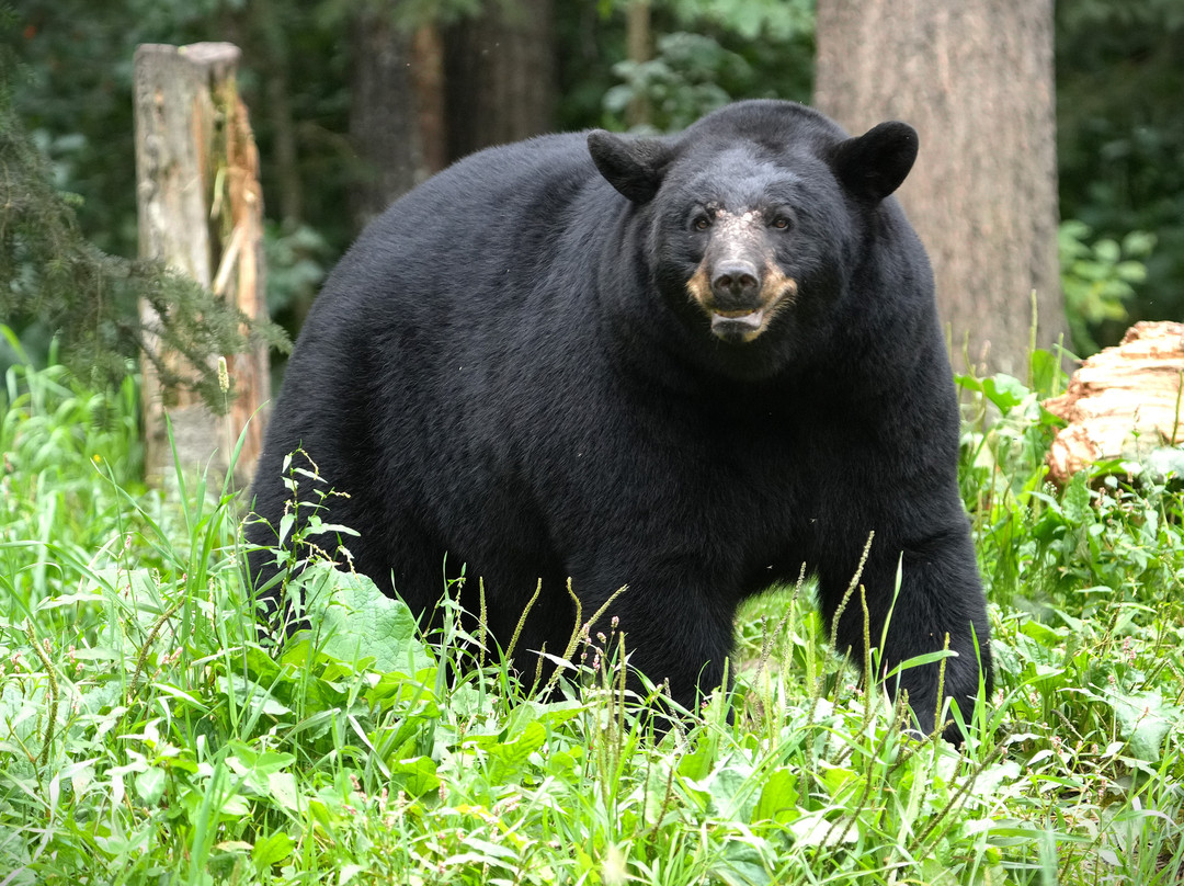 Vince Shute Wildlife Sanctuary-Orr必去景点