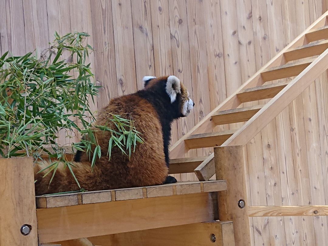 Kiryugaoka Zoo-桐生市必去景点