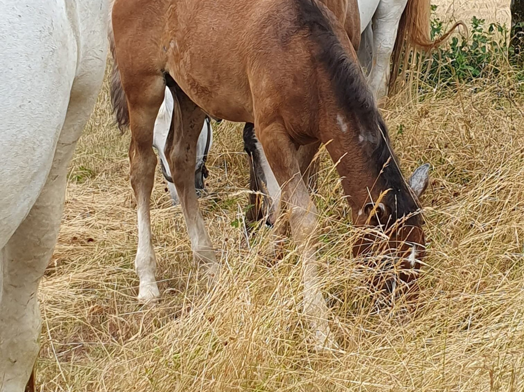 Lipica Stud Farm - Kobilarna Lipica-Lipica必去景点