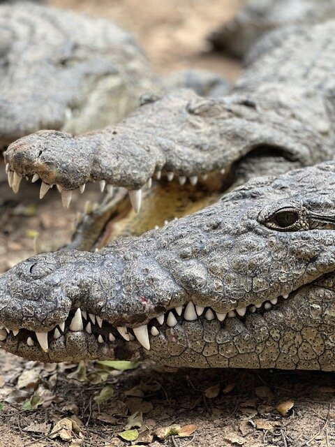 Zulu Croc Reptile Park-Hluhluwe Game Reserve必去景点