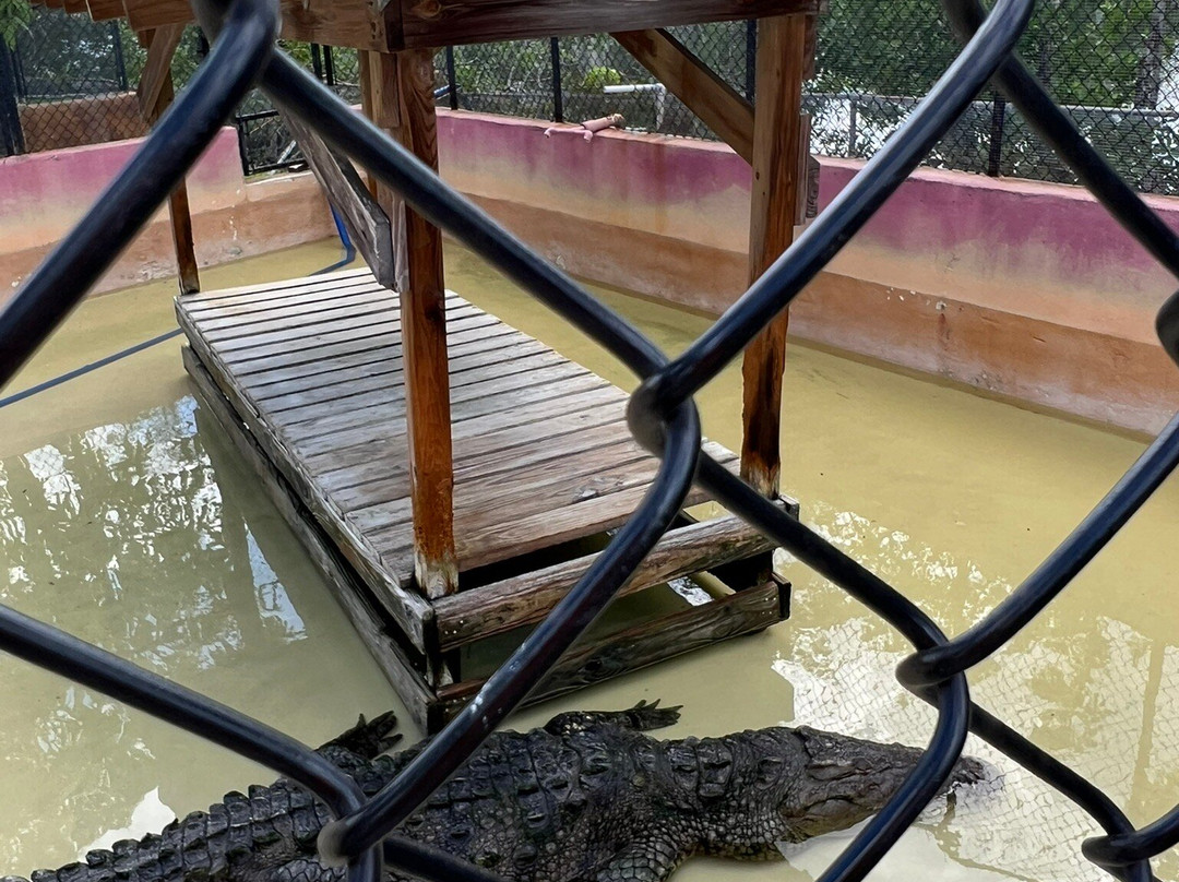 Captain Jack's Airboat Tours-大沼泽地必去景点