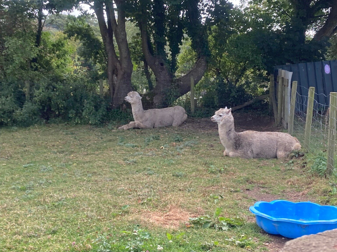 Dwyfor Ranch Rabbit Farm and Animal Park-Llanystumdwy必去景点