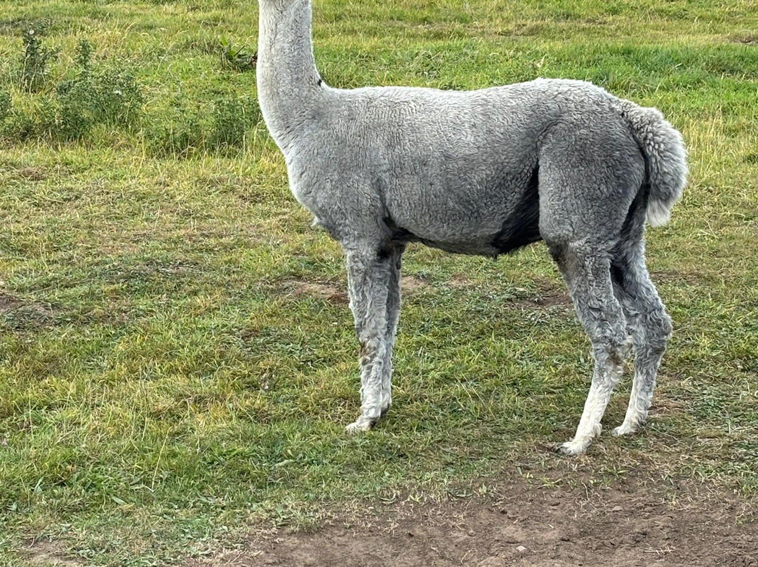Teesdale Alpacas (Open by Appointment Only)-Barnard Castle必去景点