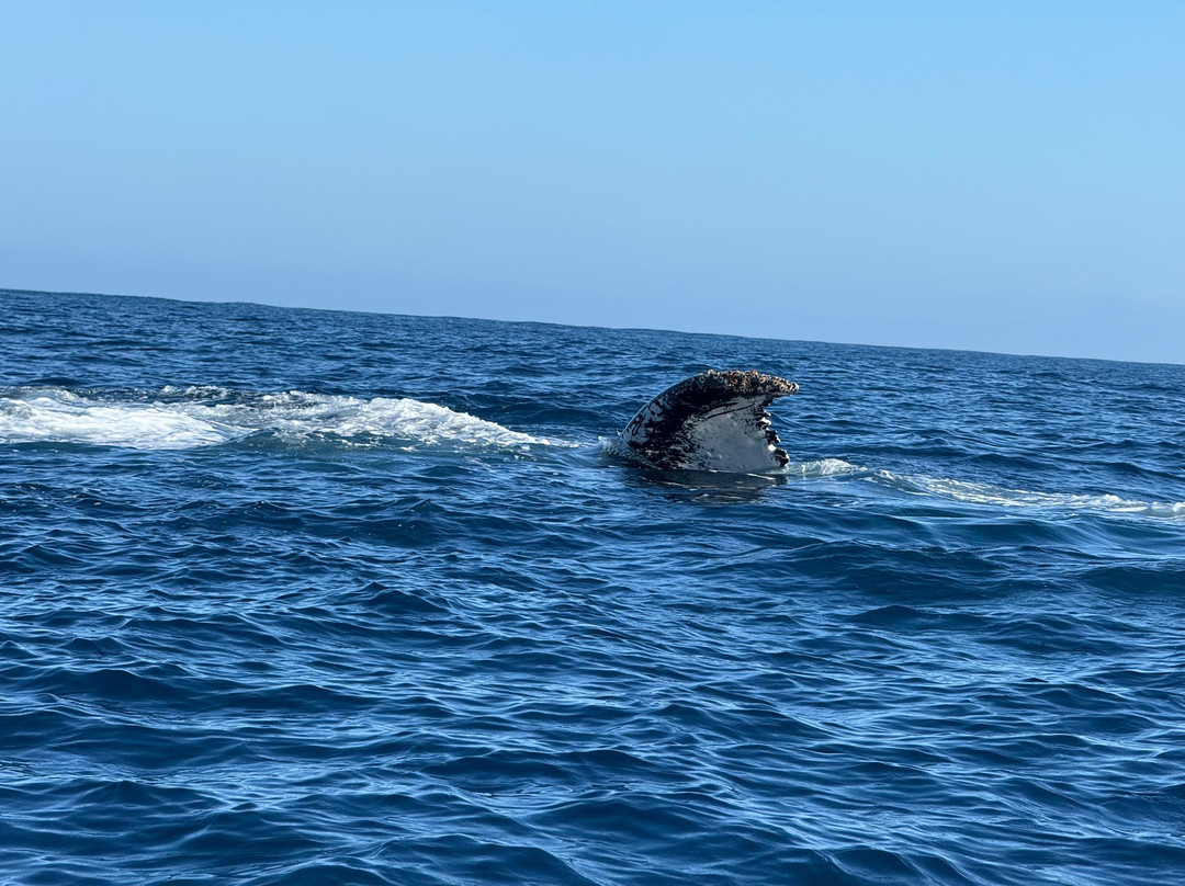 Deep Blue Diving-努库阿洛法必去景点