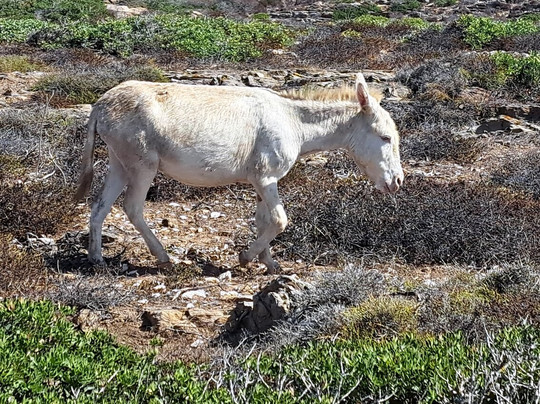 Sinuaria Escursioni Asinara-Porto Torres必去景点