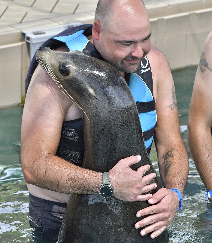 Sea Lion Encounter at Blue Lagoon-拿骚必去景点