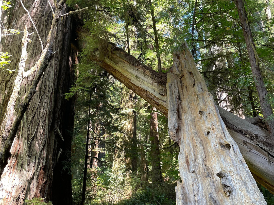 Wildtrail Tours-Arcata必去景点