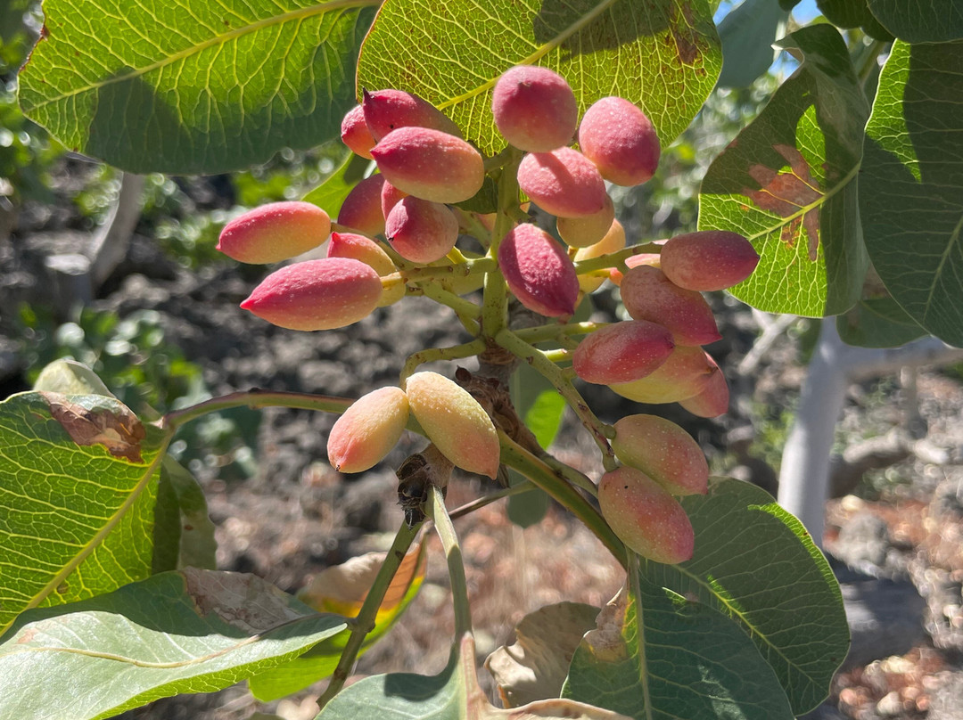 Pistacchio Di Bronte Dosicily-Bronte必去景点
