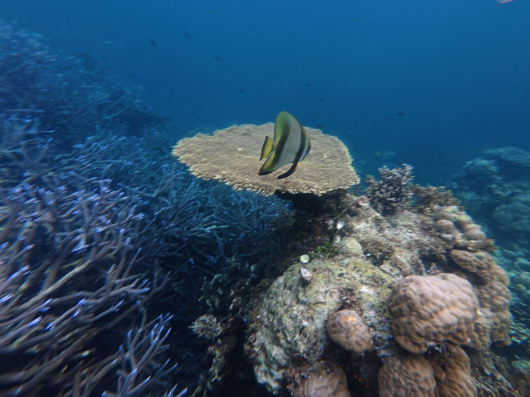 琴多南岛度假&潜水中心主图