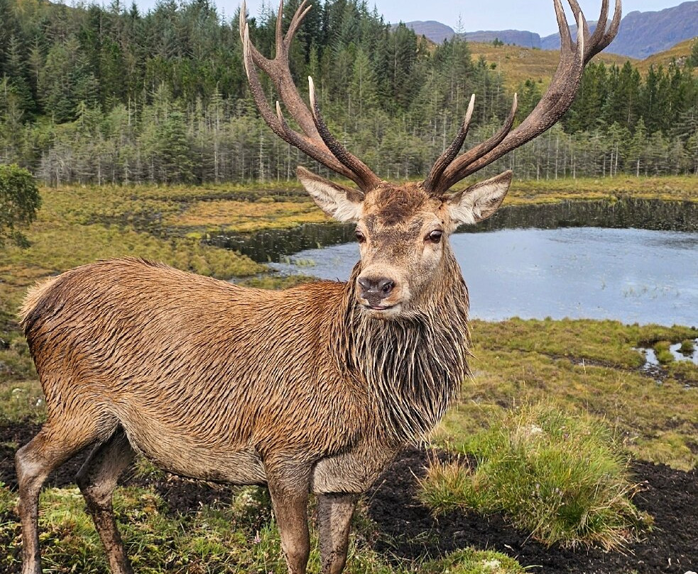 Reraig Forest-Strathcarron必去景点