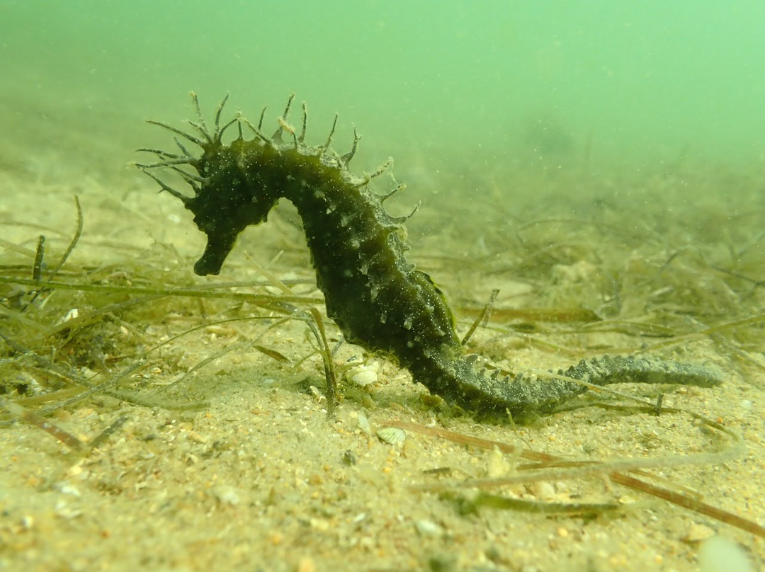 Passeios Ria Formosa-Fuseta必去景点