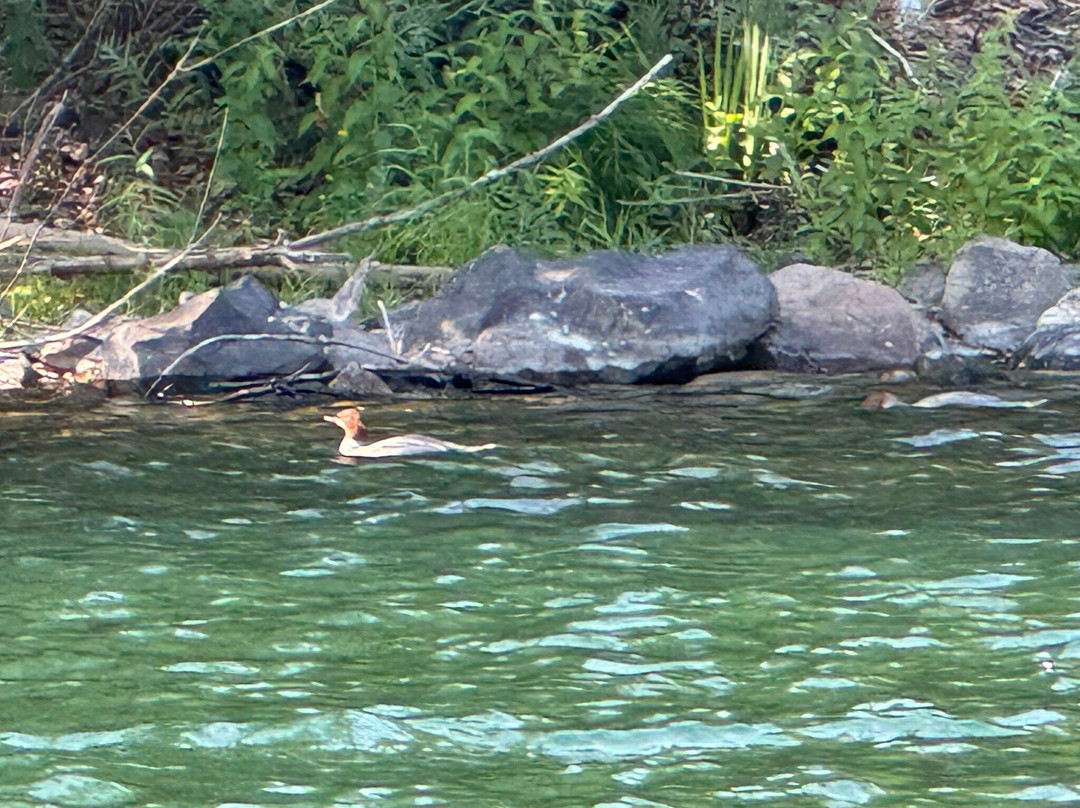 Wiley E Waters Whitewater Rafting-斯波坎必去景点