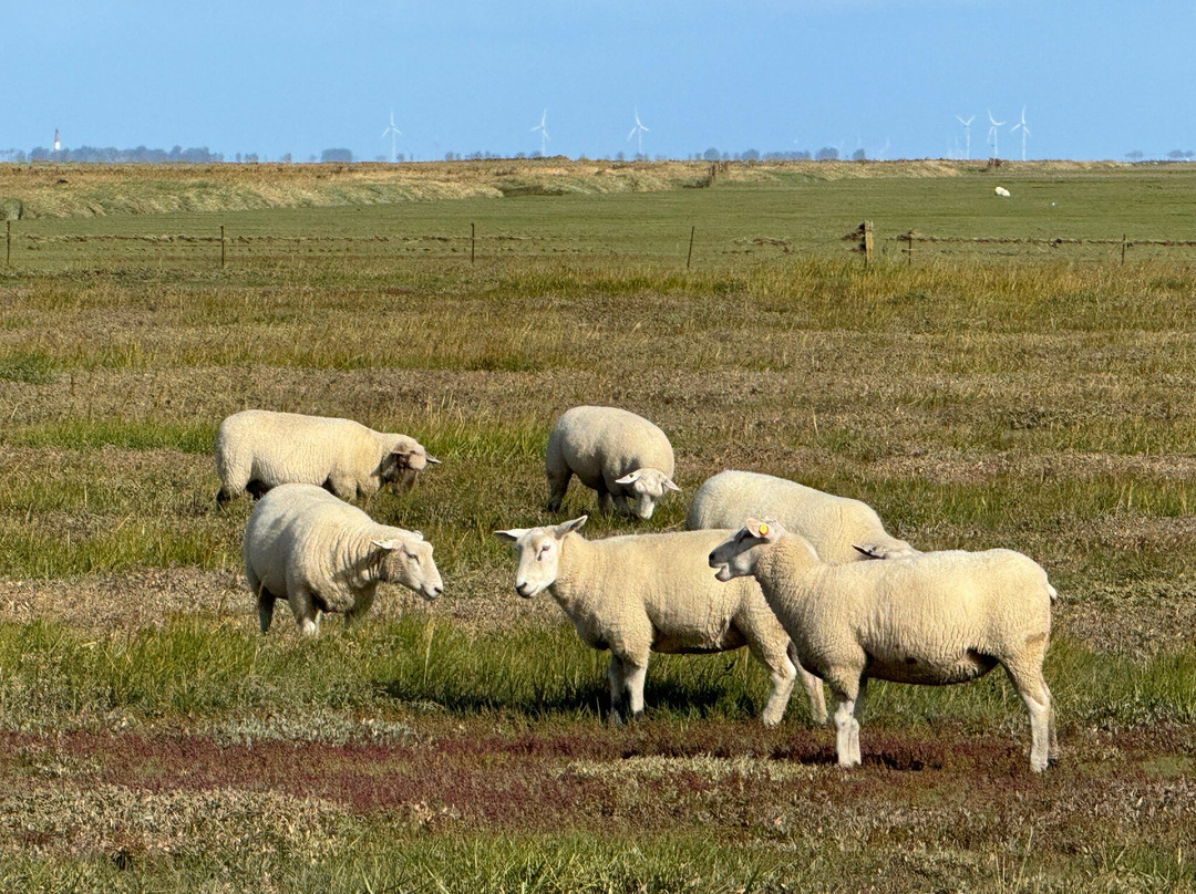 Westerheversand Lighthouse-Westerhever必去景点