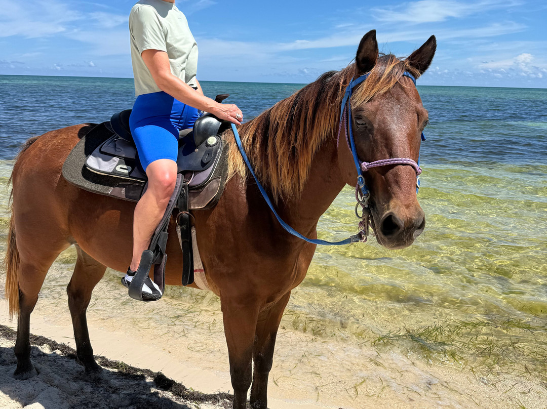 Cayman Horse Riding-西湾必去景点