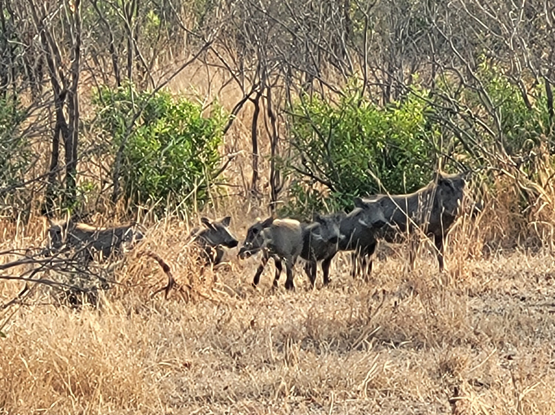 Legend Safaris-克鲁格国家公园必去景点