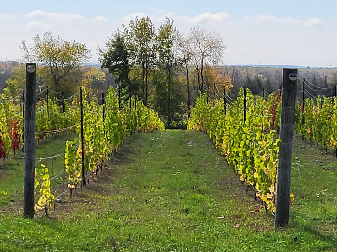 Three Dog Winery-皮克顿必去景点