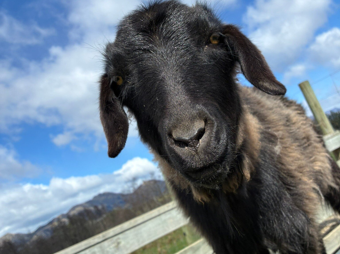 Hanmer Springs Animal Park-汉默温泉必去景点