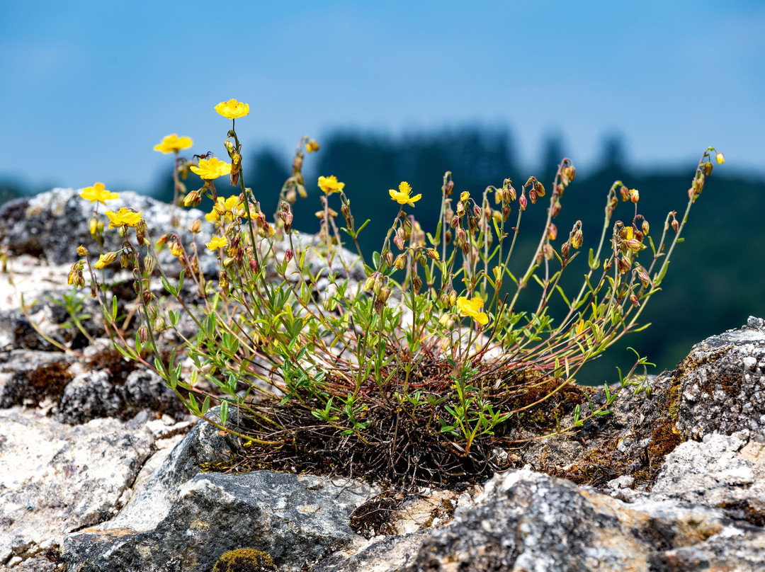 Chateau de Ventadour-Moustier-Ventadour必去景点