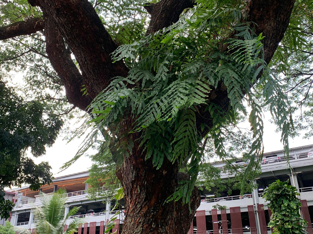 格罗拉蓬卡诺体育场-雅加达必去景点