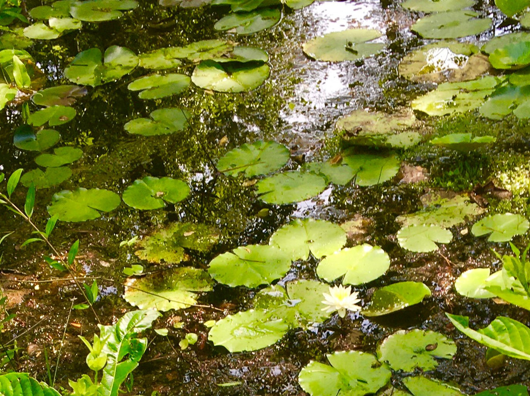Birdsong Nature Center-Thomasville必去景点