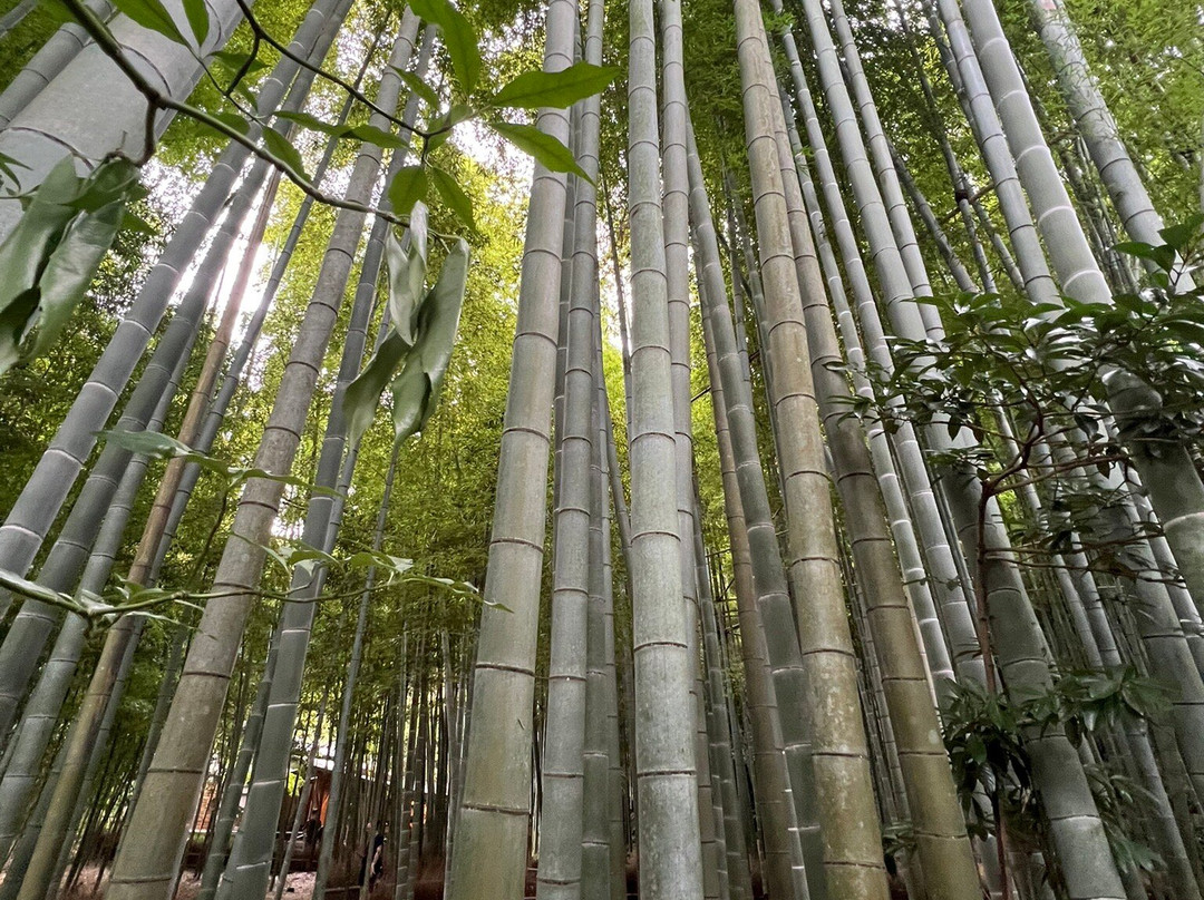 Hokoku-ji Temple Bamboo Grove-镰仓市必去景点