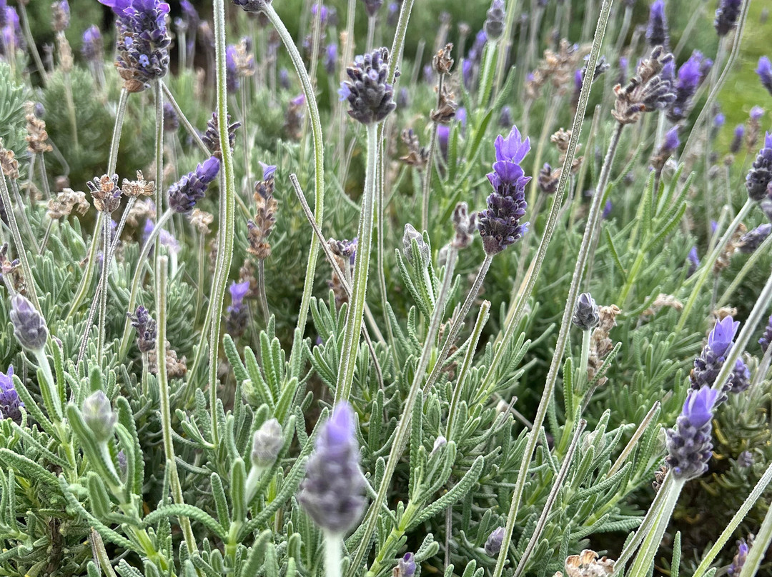 Alii Kula Lavender-库拉必去景点