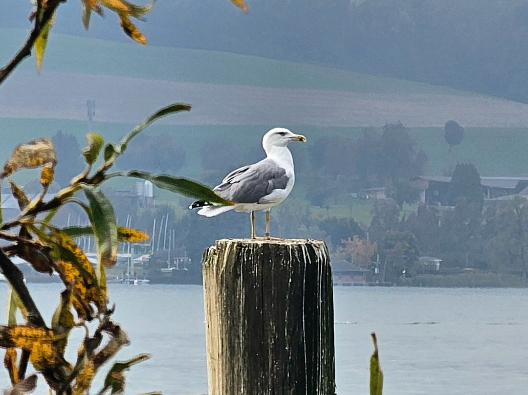 Schweizerische Vogelwarte Sempach-Sempach必去景点