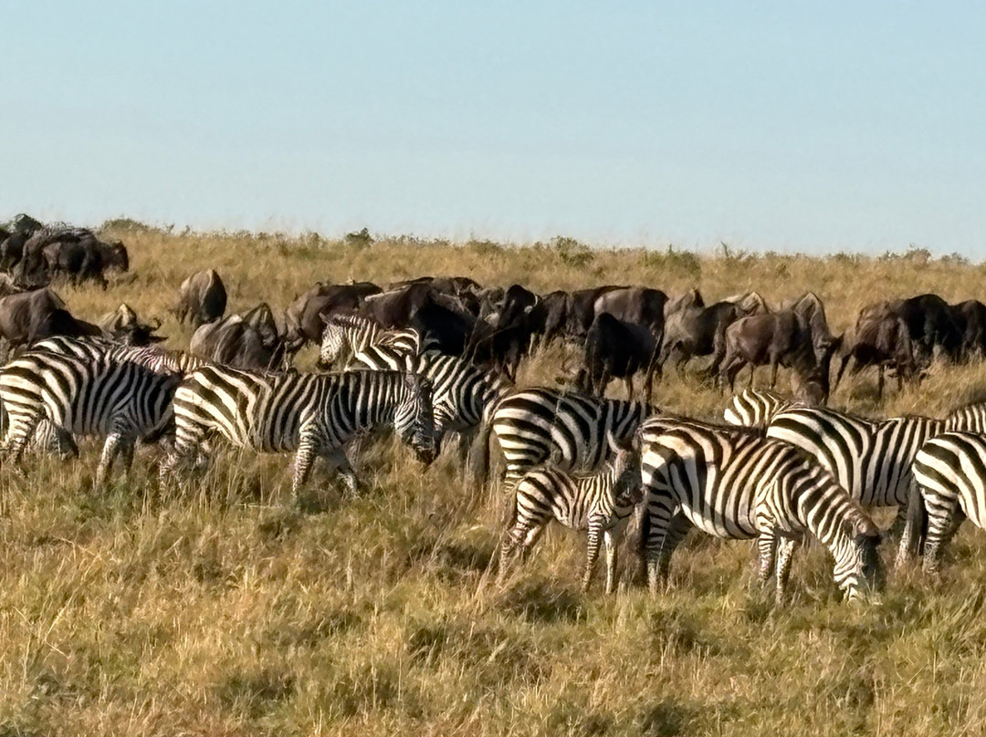 Banok Safaris-内罗毕必去景点
