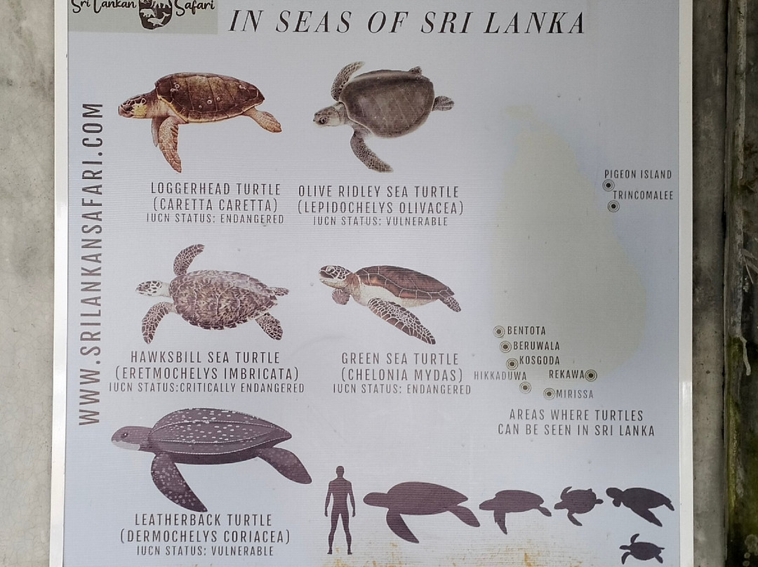 Sea Turtle Conservation Project (Koggala)-克拉必去景点