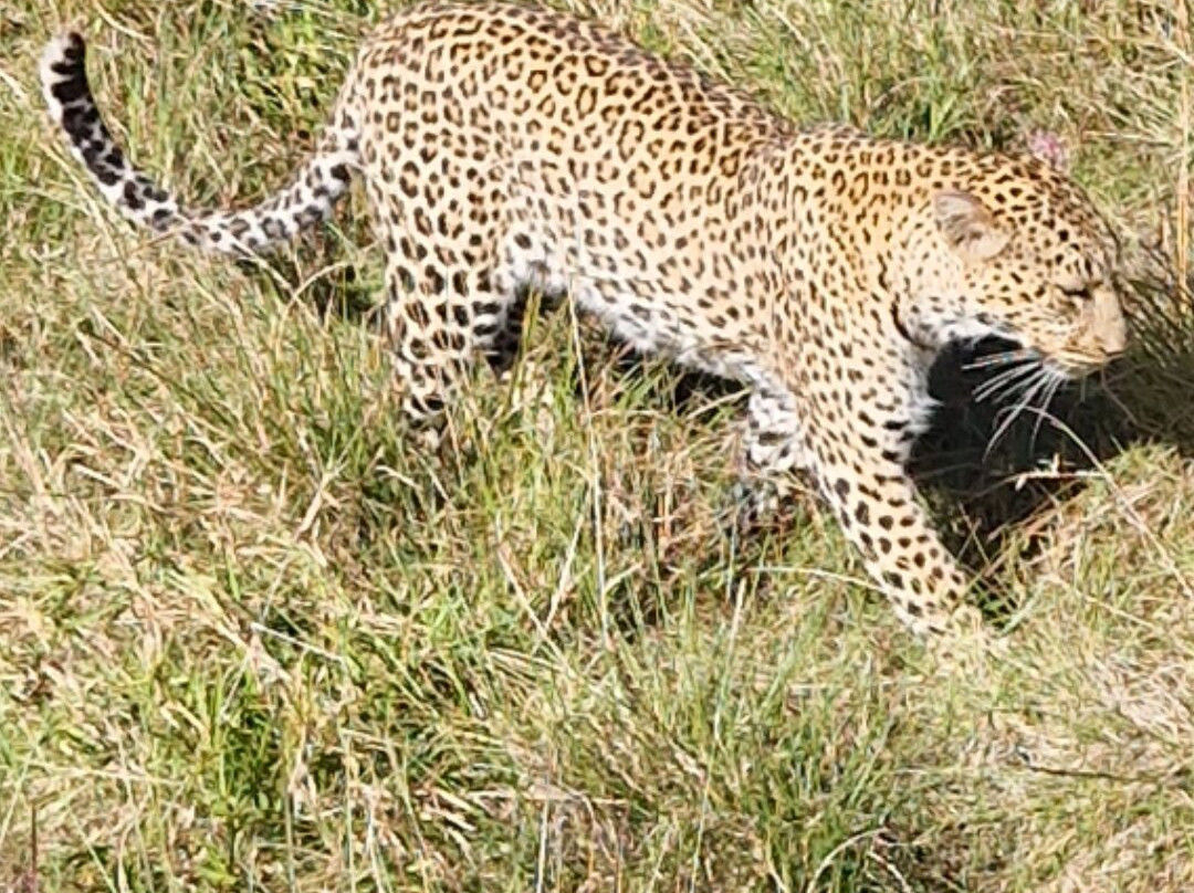 Luluka Safaris-纳罗克必去景点