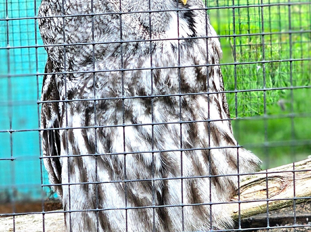 Wild Wings Birds of Prey Centre-沃灵顿必去景点